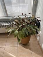 Calathea met bloempot, Huis en Inrichting, Kamerplanten, Ophalen, In pot