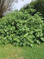 Vijgen stekken, Tuin en Terras, Volle zon, Vaste plant, Ophalen of Verzenden, Bloeit niet