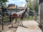 Paint hengst, Dieren en Toebehoren, Paarden, Hengst, Gechipt