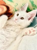 4Maine Coon katertjes met stamboom❗️2 van 4 al gereserverd❗️, Kater, Gechipt, 0 tot 2 jaar
