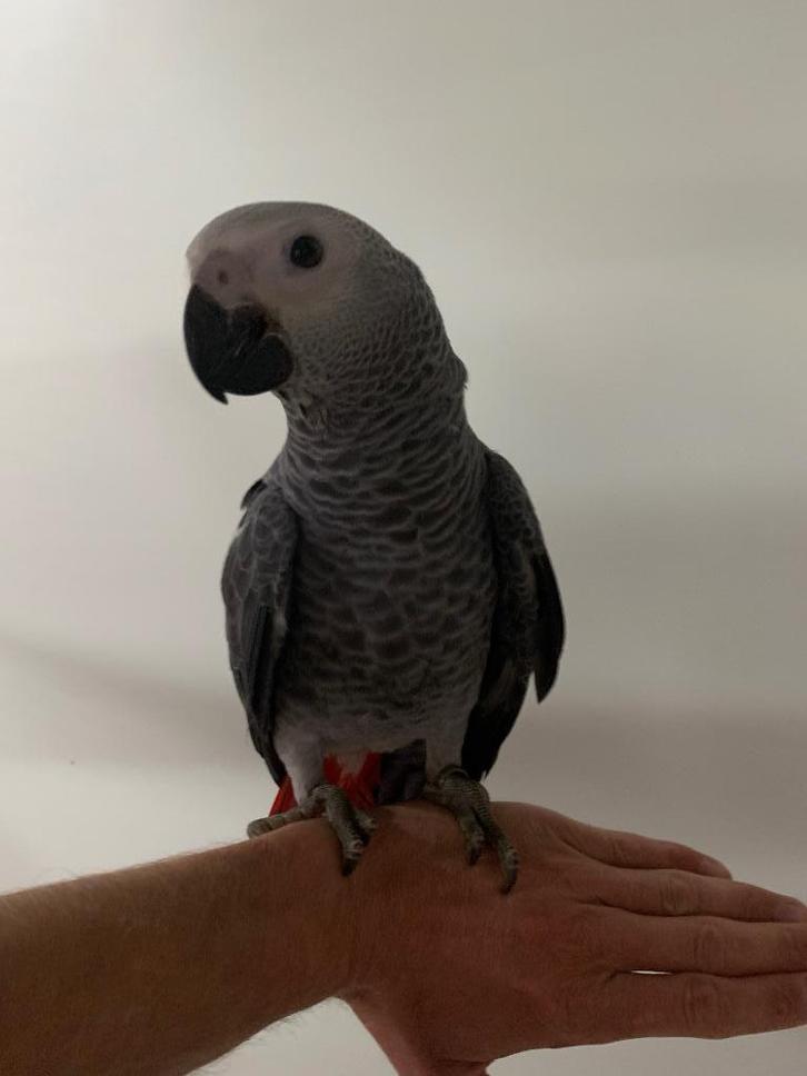 Grijze roodstaart papegaai super tam, Dieren en Toebehoren, Vogels | Parkieten en Papegaaien, Papegaai, Vrouwelijk, Pratend, Tam