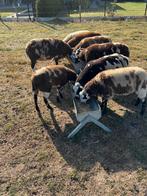 Jonge schapen