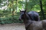 zwart PRE-veulen te reserveren, Dieren en Toebehoren, Paarden, Meerdere dieren, L