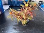 Aquariumplanten van plastiek, Dieren en Toebehoren, Ophalen, Gebruikt