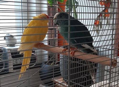 Koppeltje kakariki met of zonder kooi, Dieren en Toebehoren, Vogels | Parkieten en Papegaaien, Parkiet, Meerdere dieren