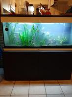 Vistank met vissen!! 1meter op 1,5 meter, Dieren en Toebehoren, Ophalen, Zo goed als nieuw