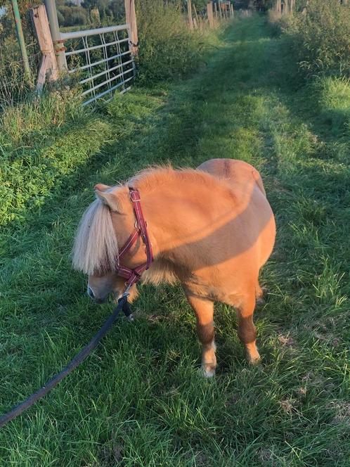 Shetlander hengstje, Animaux & Accessoires, Poneys, Étalon, Débourré, Avec pedigree