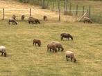 Ardeense voskop lammeren, Dieren en Toebehoren, Schapen, Geiten en Varkens, Meerdere dieren, Schaap, 0 tot 2 jaar