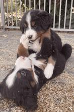 Berner sennen pups, Dieren en Toebehoren, Golden retriever, België, Fokker | Hobbymatig, 8 tot 15 weken
