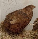 Japanse kwartels - jong kweekrijp koppeltje, Animaux & Accessoires, Oiseaux | Oiseaux Autre
