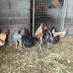 twee hanen en vier hennen, Dieren en Toebehoren, Pluimvee