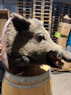 Genaturaliseerde everzwijnenkop met taxidermiebadge, Ophalen