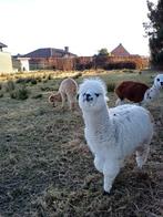 Alpaca hengst, Mai, Mâle