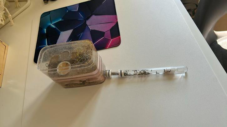 Grote mieren kolonie, Animaux & Accessoires, Insectes & Araignées, Fourmis