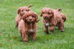 Cavapoo pups te koop, Dieren en Toebehoren, 15 weken tot 1 jaar, Buitenland, CDV (hondenziekte), Meerdere