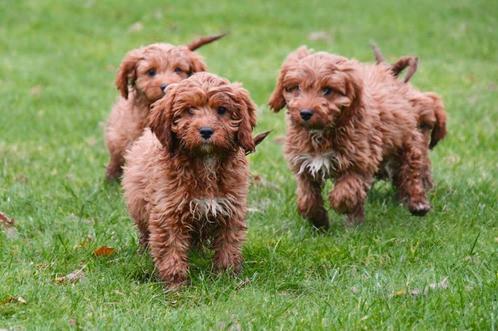 Cavapoo pups te koop, Dieren en Toebehoren, Honden | Chihuahua's en Gezelschapshonden, Reu, Overige rassen, Fokker | Professioneel