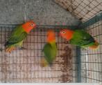 Fischeri opaline, Geslacht onbekend, Dwergpapegaai of Agapornis, Geringd