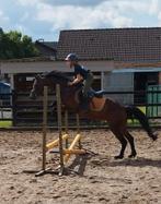 C pony merrie, Dieren en Toebehoren, Merrie, Minder dan 160 cm, L, 11 jaar of ouder