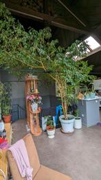 Grote ficus benjamina +- 3m50 hoog 4m breed, Maison & Meubles, Plantes d'intérieur, Ficus, Enlèvement ou Envoi