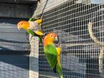 2 Mâles Caïque Tête Orange, Mâle, Perroquet, Bagué