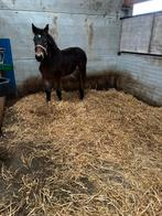 Pouliche Cob normand, Vermifugé, Cheval d'attelage, 0 à 2 ans, Ne s'applique pas