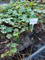 Geranium biokovo, Tuin en Terras, Ophalen
