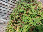 Gratis plant duizendknoop, Ophalen of Verzenden