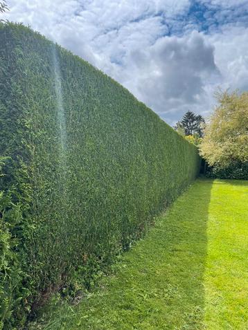 Taille de haie/ élagage/ abattage/ jardinage beschikbaar voor biedingen