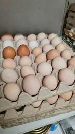 Eieren, Dieren en Toebehoren, Zo goed als nieuw, Ophalen