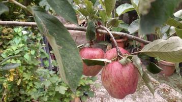 Rode appel boom + 2 m   appels beschikbaar voor biedingen