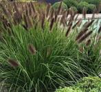 Pennisetum 'Black beauty', Été, Enlèvement, Graminées ornementales, Plante fixe