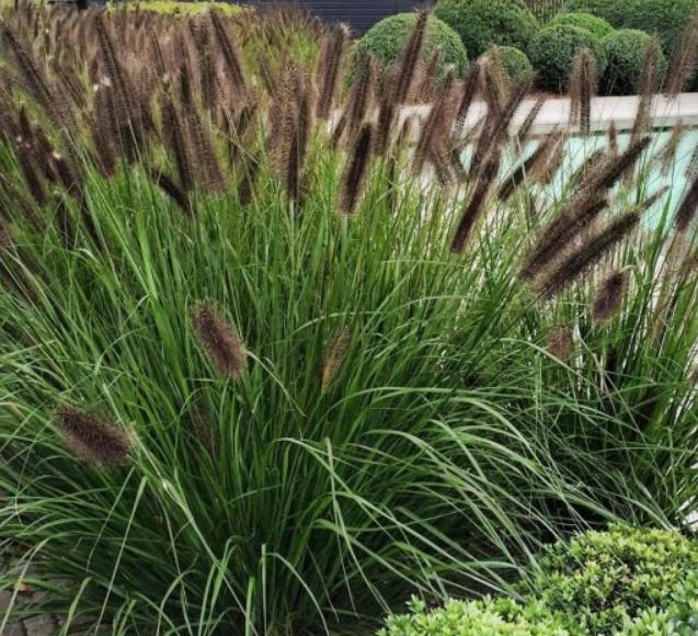 Pennisetum 'Black beauty', Tuin en Terras, Planten | Tuinplanten, Vaste plant, Siergrassen, Halfschaduw, Zomer, Ophalen