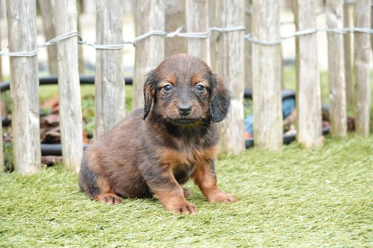 Magnifiques chiots teckel nain poil long avec pedigree, Animaux & Accessoires, Chiens | Teckels & Bassets, Plusieurs animaux, Poils longs