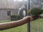 geelvleugel blauwvoorhoofd amazone, Dieren en Toebehoren, Vogels | Parkieten en Papegaaien, Meerdere dieren, Papegaai, Geringd