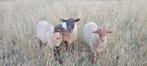 Schaap ram lam, Dieren en Toebehoren, Schapen, Geiten en Varkens, Mannelijk, Schaap, 0 tot 2 jaar