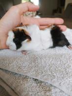 Bébés Cochon d'inde rosette, Enlèvement, Cage, Cobaye