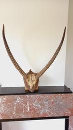 hoorns of skull antilope, Verzamelen, Dierenverzamelingen, Wild dier, Gewei of Kop, Zo goed als nieuw, Ophalen