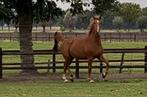 Gelders tuigpaard, Dieren en Toebehoren, Merrie, Tuigpaard