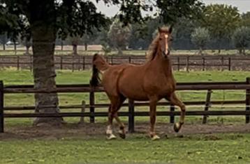 Gelders tuigpaard beschikbaar voor biedingen