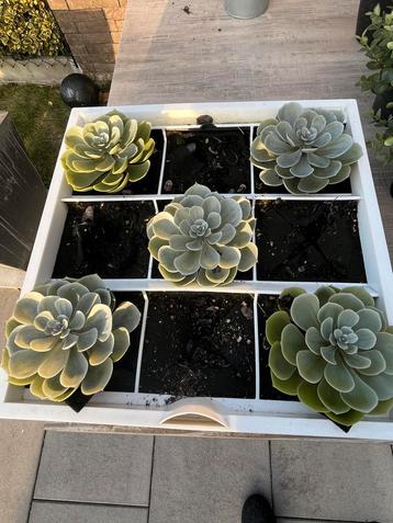 Kunstplanten in mooie bak- om tegen muur te hangen beschikbaar voor biedingen