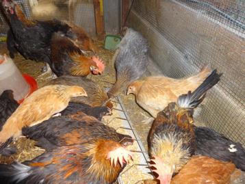 Marans en Kabir kuikens van 12 weken beschikbaar voor biedingen