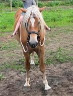 Opgelet haflinger hengst gestolen!!, Dieren en Toebehoren, Pony's, Hengst