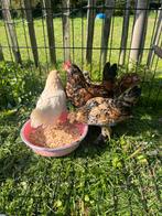 Toom ukkelse baardkriel, Dieren en Toebehoren, Pluimvee, Meerdere dieren, Kip