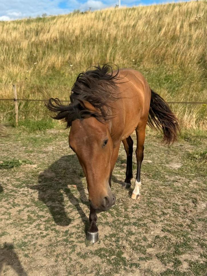 Spaanse merrie 2j. LAGE PRIJS  snelle afhaling, Dieren en Toebehoren, Pony's, Merrie, Niet van toepassing, E pony (1.48m - 1.57m)