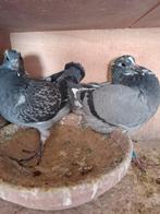 2 jonge duifjes van 2026, Dieren en Toebehoren, Meerdere dieren, Postduif