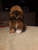 Shih tzu pups, België, Overige rassen, CDV (hondenziekte), 8 tot 15 weken