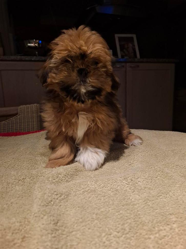 Shih tzu pups, Dieren en Toebehoren, Honden | Chihuahua's en Gezelschapshonden, Meerdere dieren, Overige rassen, Fokker | Professioneel