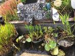 Waterplanten, Tuin en Terras, Ophalen, Gebruikt