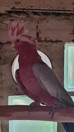 Roze kakatoe man, Dieren en Toebehoren, Mannelijk, Papegaai, Geringd