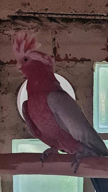 Roze kakatoe man beschikbaar voor biedingen